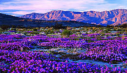 California Desert