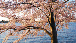 Cherry Blossom