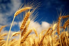 Wheat